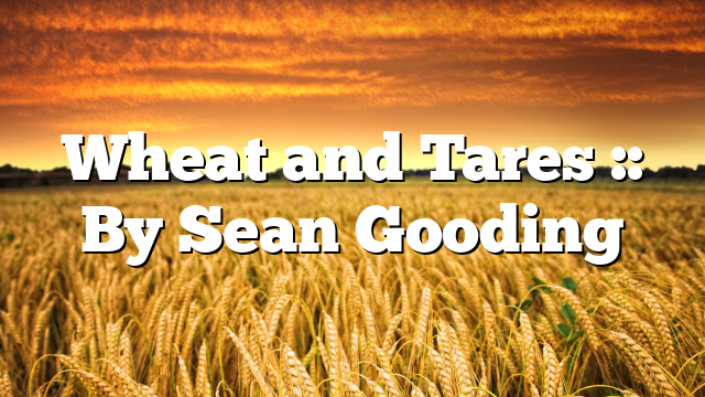 Wheat and Tares :: By Sean Gooding