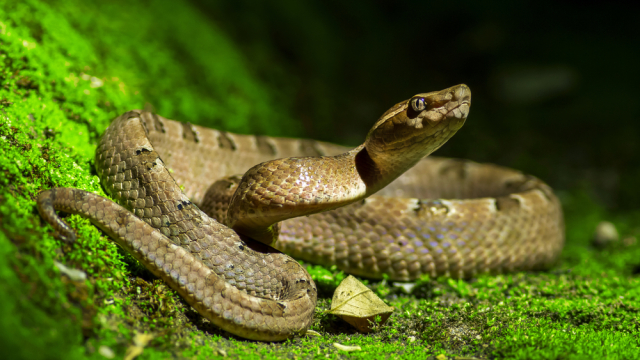 Scientists now say you should eat snakes to ‘save the planet’ from climate change