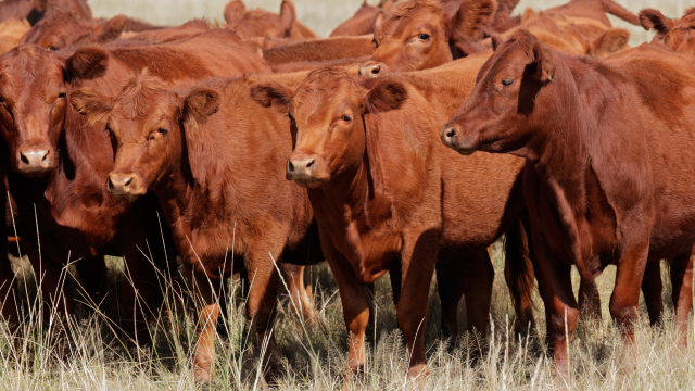 What do Texan red heifers have to do with Al-Aqsa and a Jewish temple?