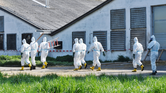 D.C. Summit to Tackle Mass Fatality Planning For Bird Flu Crisis