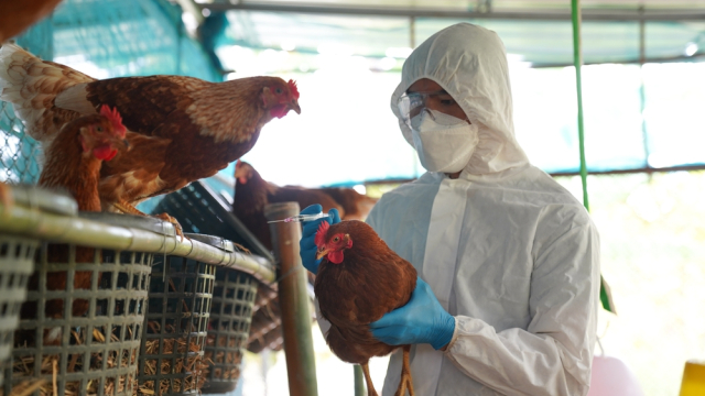 Dr. Peter McCullough predicts how many humans will die from Bird Flu