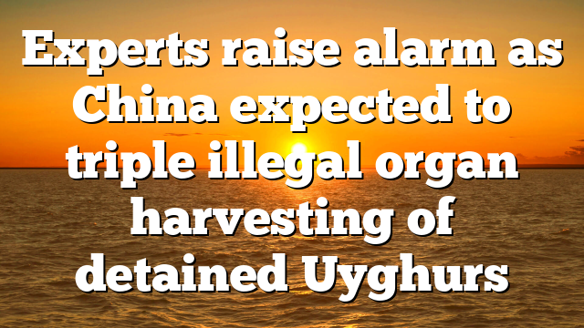 Experts raise alarm as China expected to triple illegal organ harvesting of detained Uyghurs