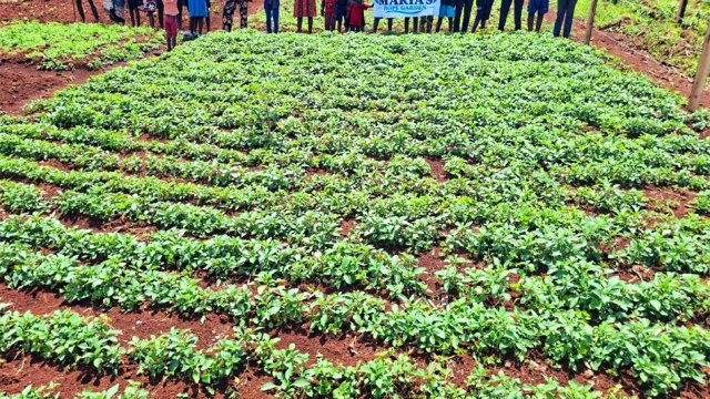 Maria’s Hope Garden At The Glory Fellowship Orphanage In Kenya Has Started To Produce A Crop, And The Children Are Already Working In The Field